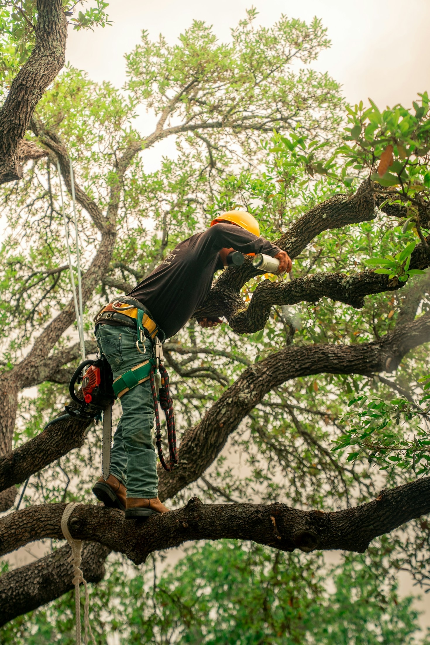 Finding the Right Equipment for Tree Care Success