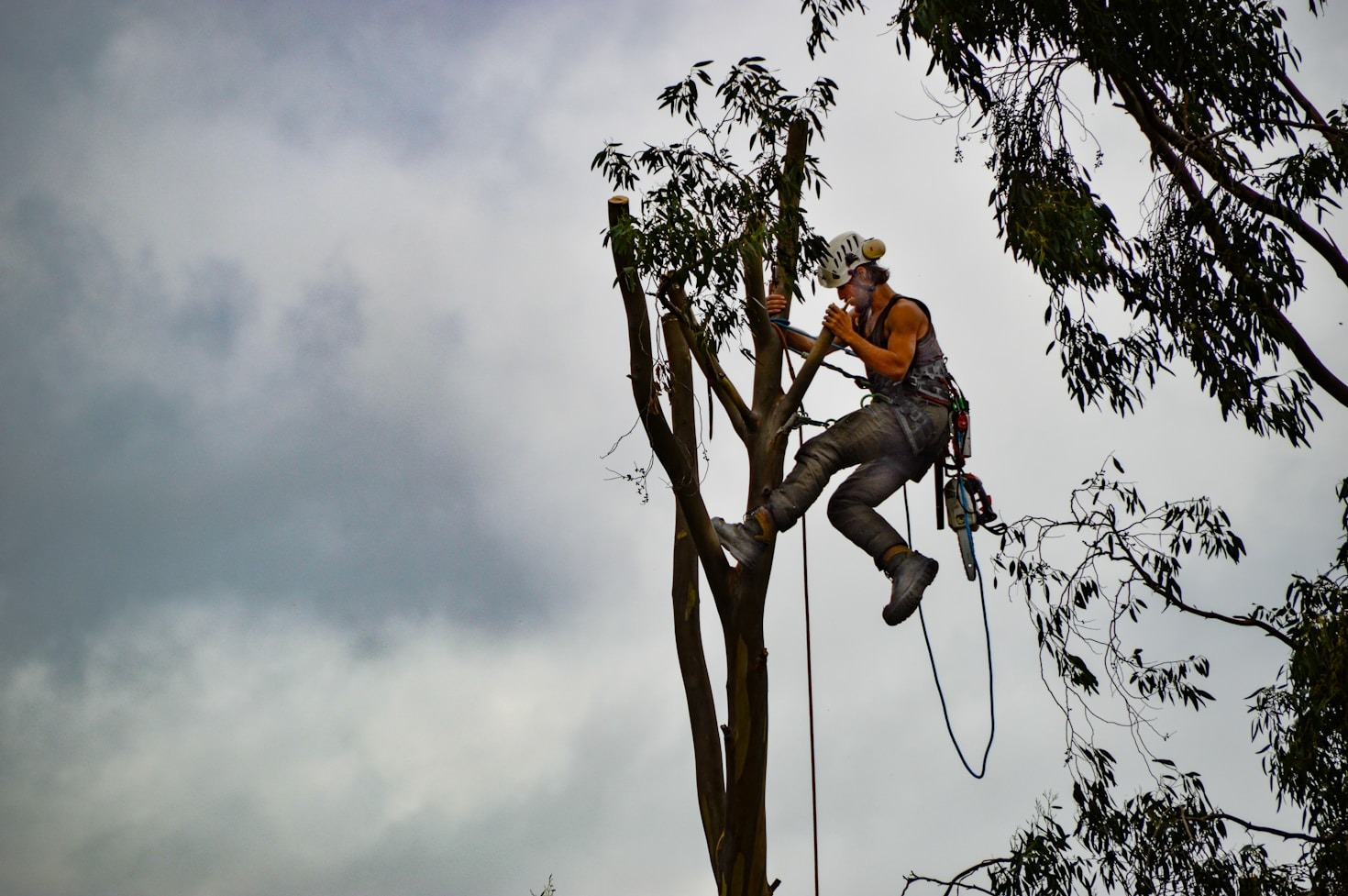 Navigating the Tree Care Industry in Ohio